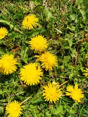 yellow dandelions on green background