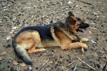 German shepherd dog in the forest
