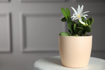 Beautiful blooming Schlumbergera (Christmas or Thanksgiving cactus) in pot on white table against light wall. Space for text