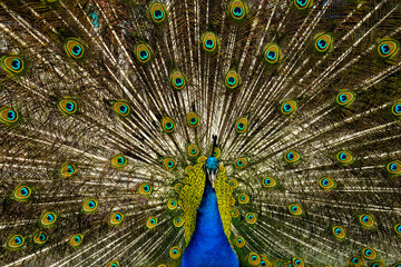 Obraz premium Peacock with feathers