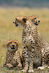 cheetah and cub
