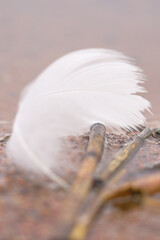 White swan feather in the water on the beach