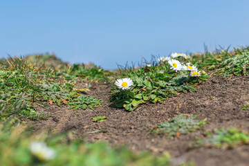 Daisy