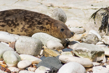 Seal in Flamborough Head