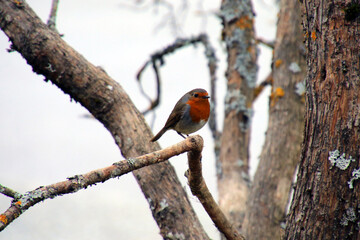 Robin on branch
