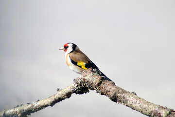 great spotted woodpecker on a branch