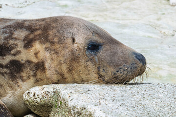 Seal in Flamborough Head