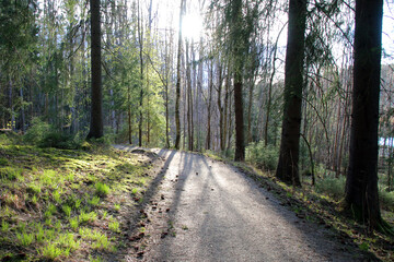 path in the woods