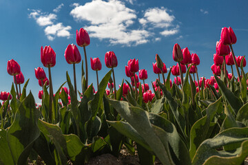 Close-up of red tulips against a blue cloudy sky in the background. 