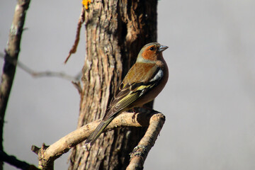 Bird on branch