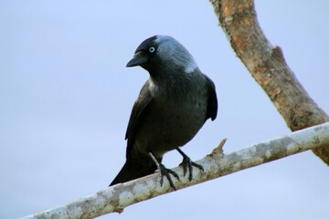 bird on a branch
