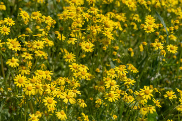 Obraz premium Beautiful golden daisy flower on a meadow in sunny day. Freshness concept.