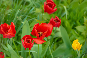 Red tulips and one yellow tulip in a garden