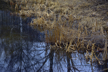 Forest lake with a round melting ice floe