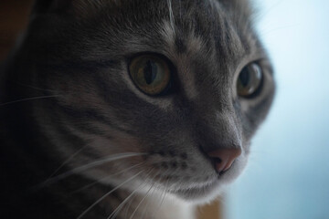 Close-up portrait of a cat
