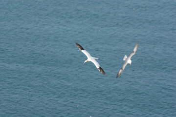 seagulls flying over the sea