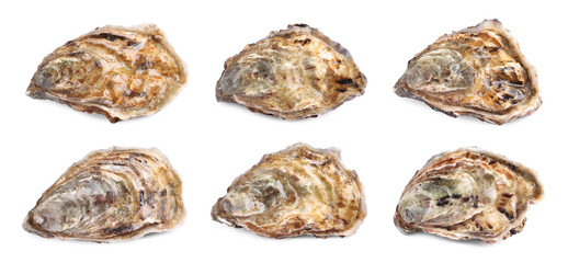Set with fresh raw oysters on white background. Banner design © New Africa