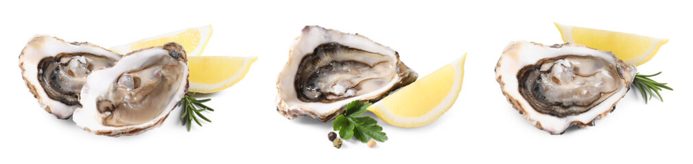 Set with fresh raw oysters on white background. Banner design © New Africa