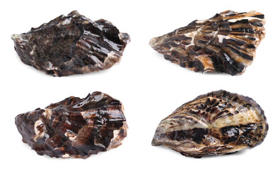 Set with fresh raw oysters on white background