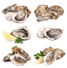 Set with fresh raw oysters on white background