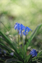 Blaustern, scilla, blaue Blume, makro