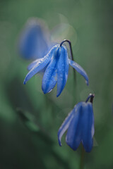 Blaustern, scilla, blaue Blume, makro