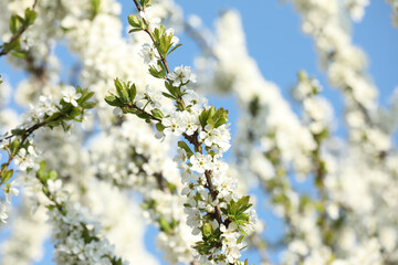 Branches of blossoming cherry plum tree against blue sky, closeup