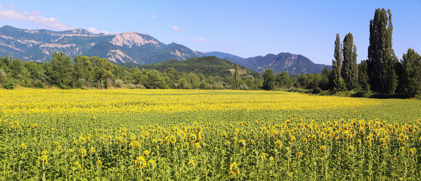 Summer French landscape.Sunflower fields and mountains. La Drome Provenca
