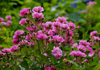 Obraz premium Roses in the summer garden