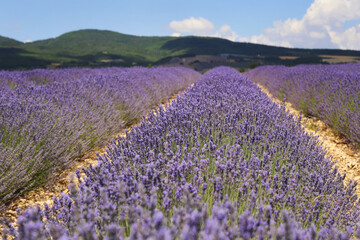 Naklejka na ściany i meble France, plateau Valensole, Provence: lavender field