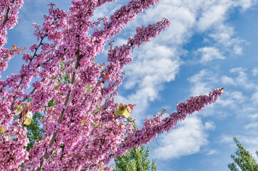 Estallido de color durante la floración en primavera de un árbol cerezo