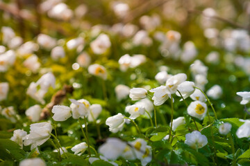 Beautiful spring flowers in the forest. 