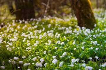 Beautiful spring flowers in the forest. 