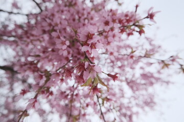 blossom in spring