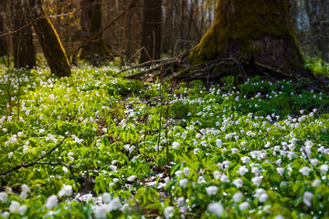 Beautiful spring flowers in the forest. 