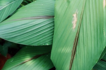 Beautiful of green tropical leaves plant background or texture