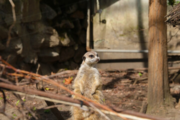 Fototapeta premium A funny meerkat stands on its hind legs.