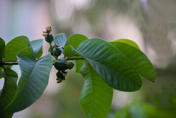 Guava