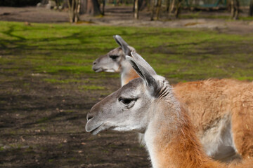 Close-up of adult llamas in the park.
