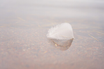 White swan feather in the water with space for text