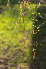 Birch blossoms. Fresh young green leaves and buds, birch earrings. Season of allegricy and pollinosis.