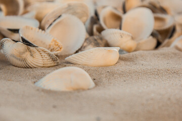 multicolored river seashells lie chaotically on the sand next to the sea. Macro photography....