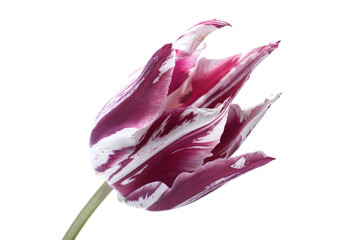 Bud of magenta tulip on white background, isolated.