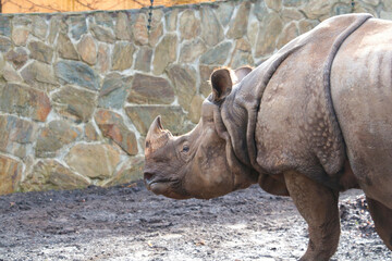 Fototapeta premium Close-up on an adult rhinoceros in the park.