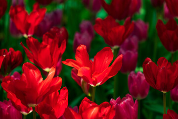 国営ひたち海浜公園・たまごの森フラワーガーデンのチューリップ花畑
