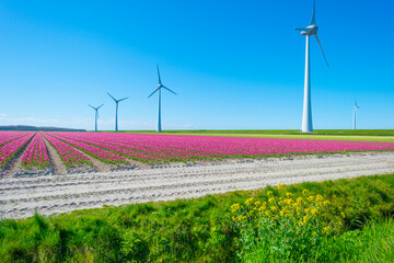 Colorful tulips and wind turbines in an agricultural field in blue sunlight in spring,...