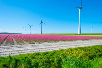 Poster Colorful tulips and wind turbines in an agricultural field in blue sunlight in spring, Noordoostpolder, Flevoland, The Netherlands, April 26, 2021 © Naj
