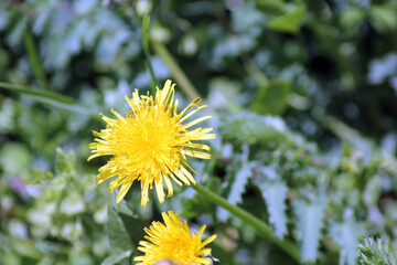 With the arrival of spring, the gardens in Kırşehir become colorful