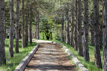 With the arrival of spring, the gardens in Kırşehir become colorful