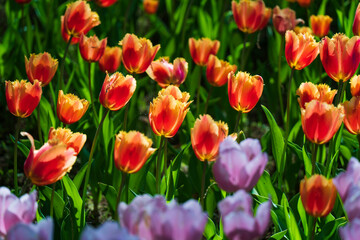 国営ひたち海浜公園・たまごの森フラワーガーデンのチューリップ【ランバダ】